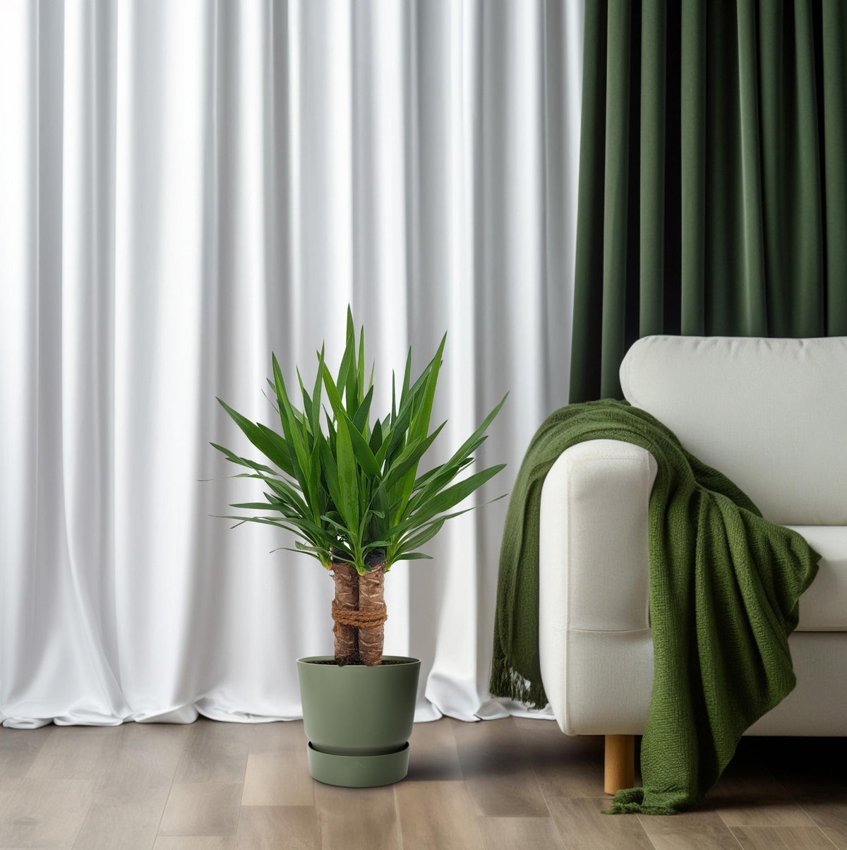Productfoto van Yucca "Tres Cañas" 30 Stam
