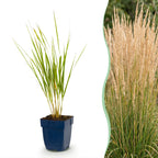 Calamagrostis Karl Foerster - Struisriet - Met Pluim - Groen, plant in pot