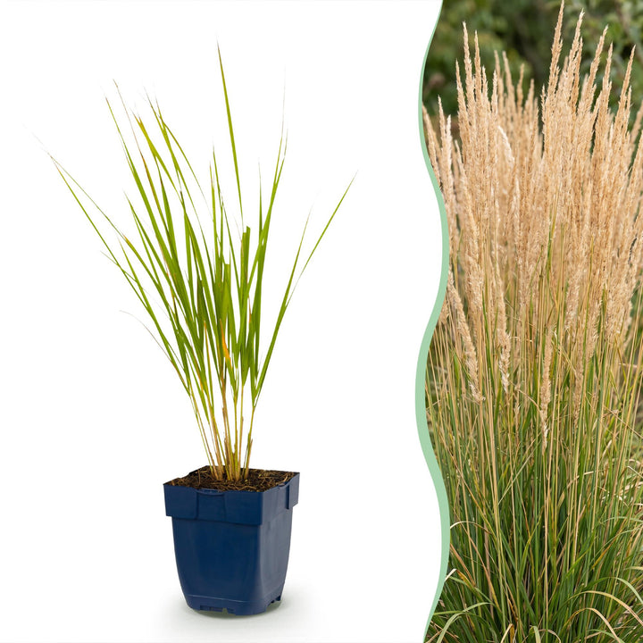 Calamagrostis Karl Foerster - Struisriet - Met Pluim - Groen