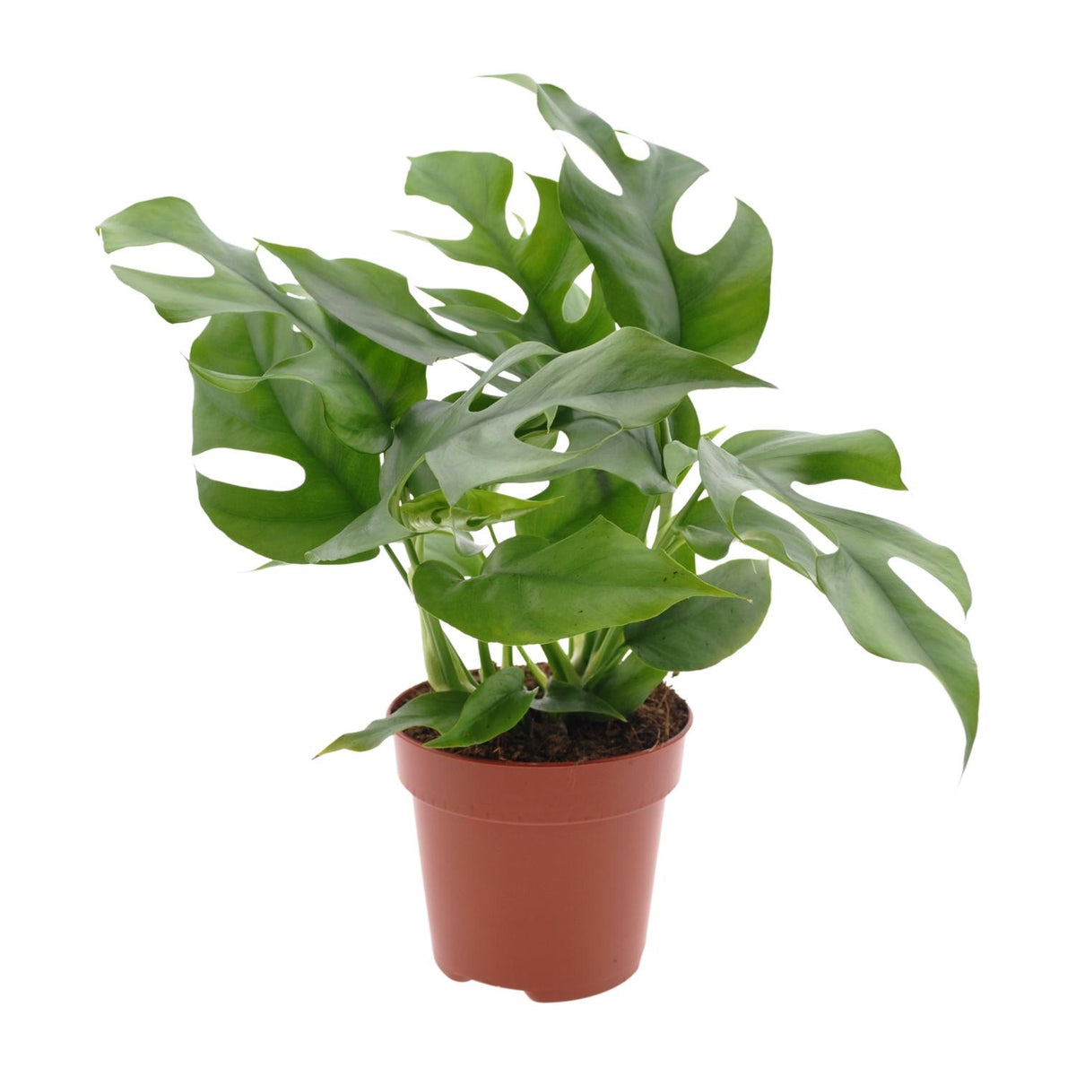 Detailfoto van Monstera Minima