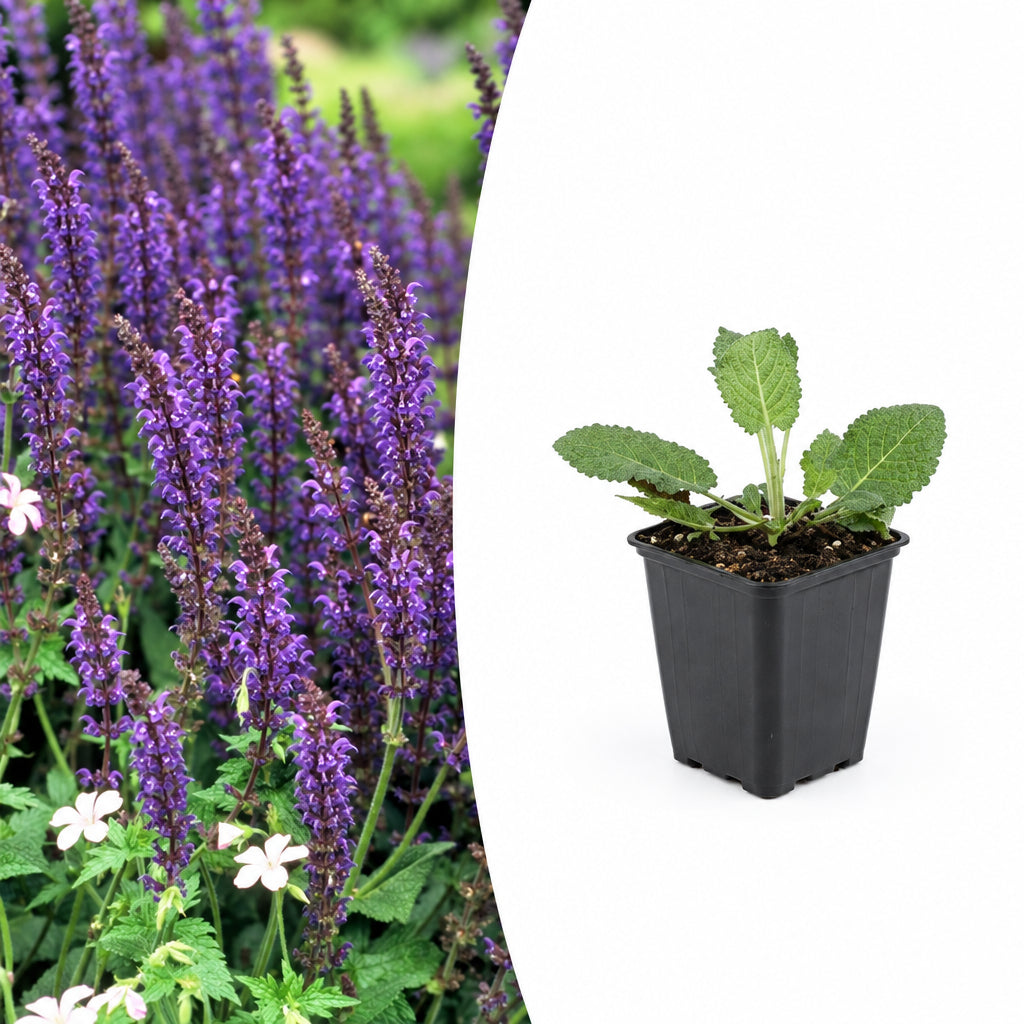 Salvia nem. 'Mainacht', plant in pot