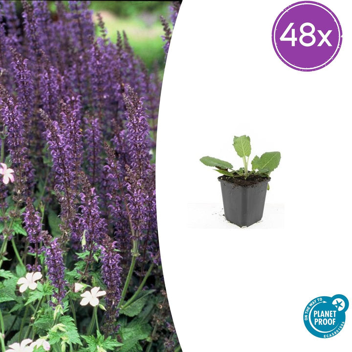 Salvia nem. &