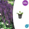 Salvia nem. 'Mainacht'
