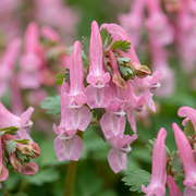 Helmbloem Corydalis &