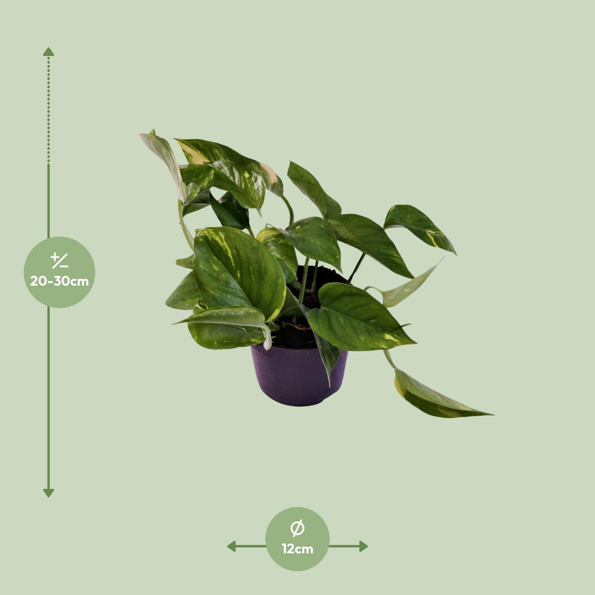 Detailfoto van Scindapsus (Epipremnum) Aureum