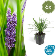 Liriope muscari &