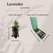 Lavendel Lavandula &