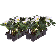 Kerstroos Helleborus niger &