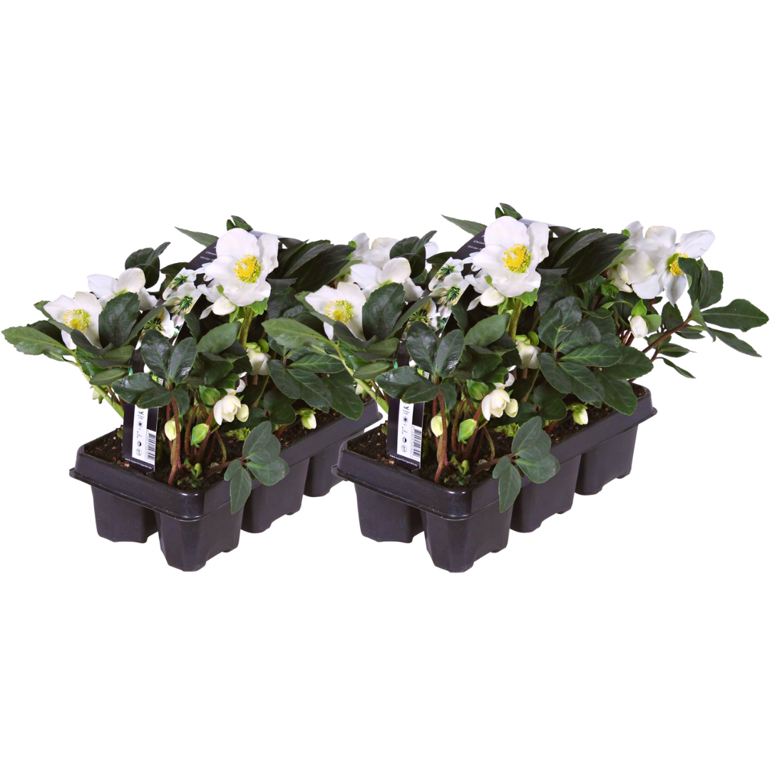 Productafbeelding van Pureplant