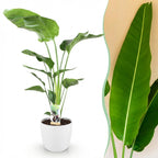 Strelitzia Nicolai, kenmerkend blad