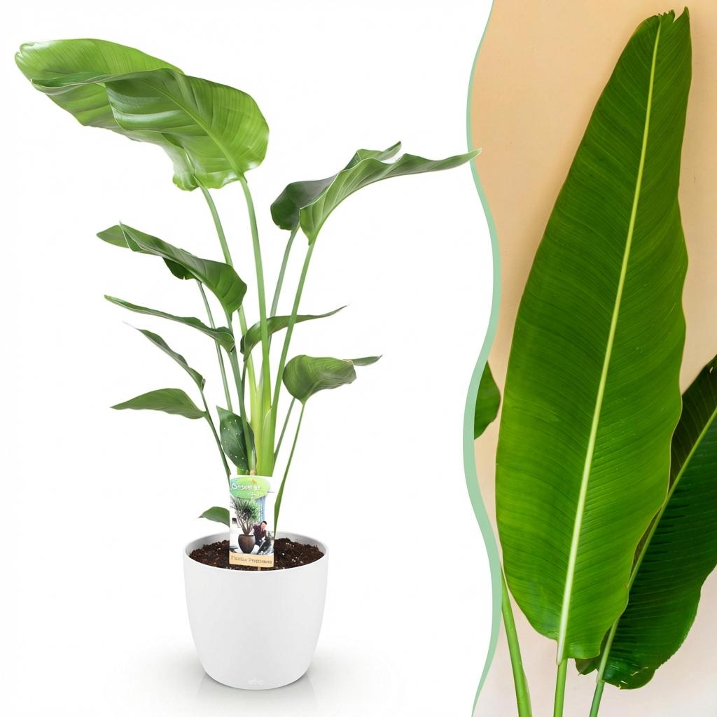 Strelitzia Nicolai, kenmerkend blad