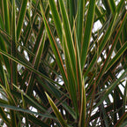 Dracaena Marginata, groeiwijze van de plant