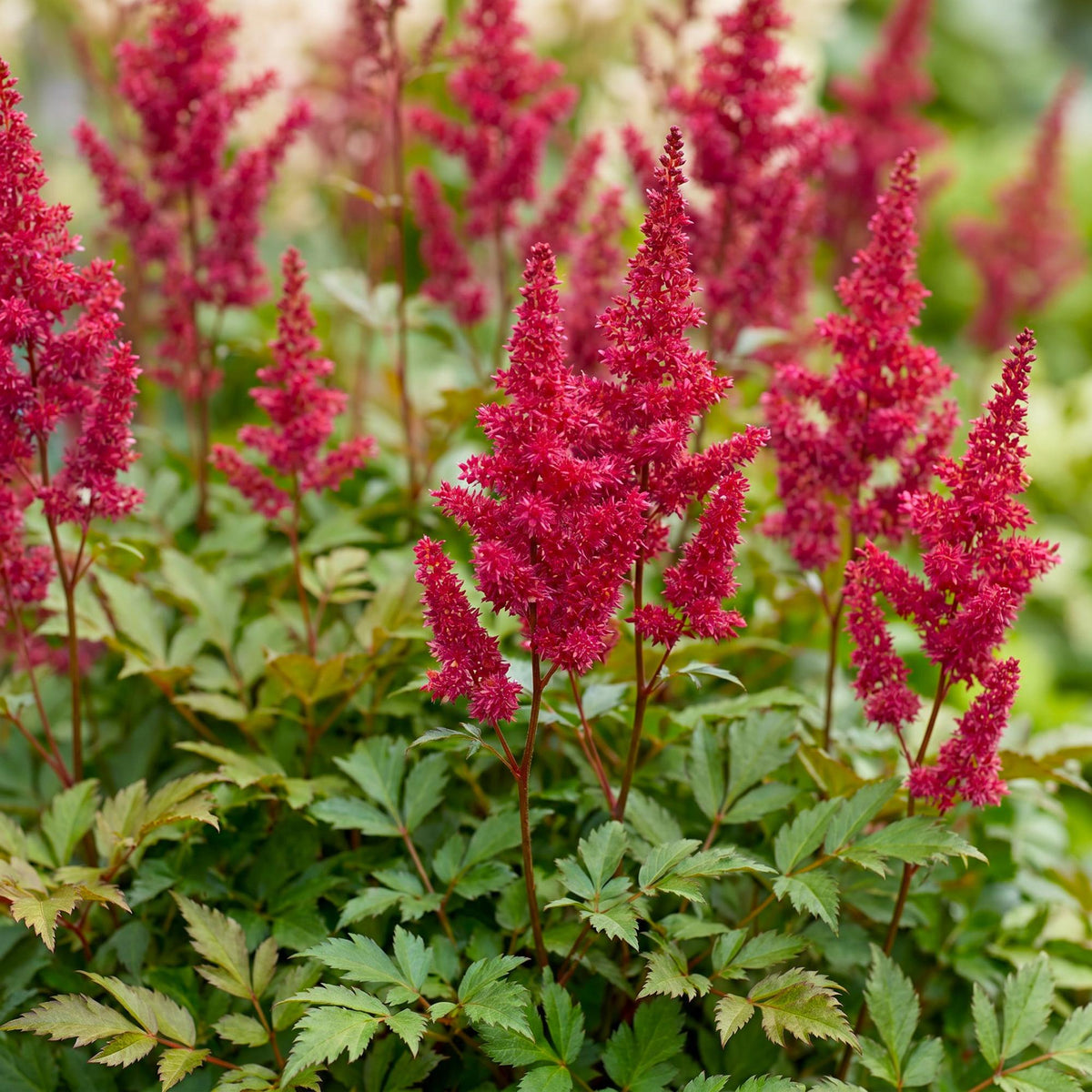Pluimspirea (A) Fanal, groeiwijze van de plant