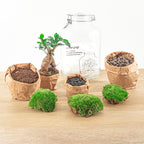 DIY bonsai terrarium Jar Ficus ginseng