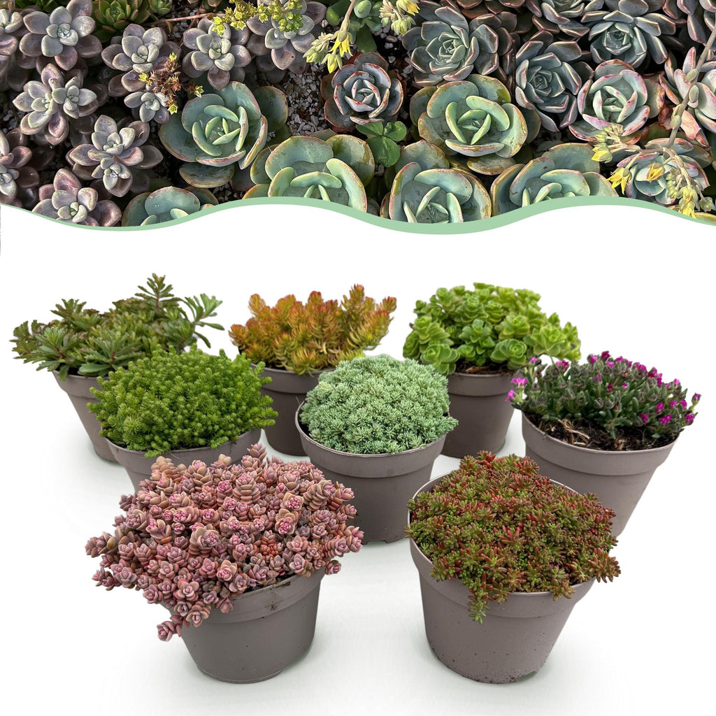 Rotsplanten mix - 8 stuks, detail van het blad
