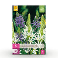 Camassia Leichtlinii Mix, detail van het blad