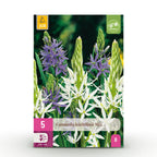 Camassia Leichtlinii Mix, detail van het blad
