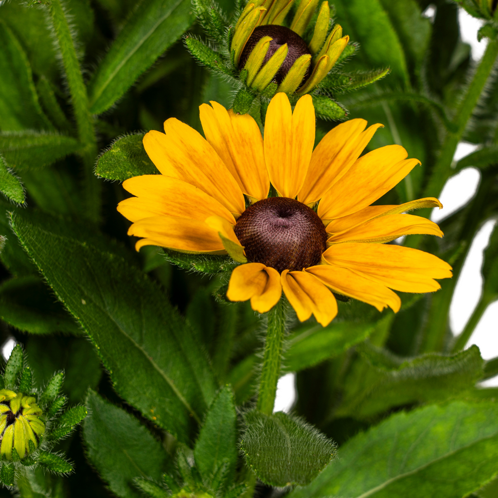 Rudbeckia Summerina, detail van het blad