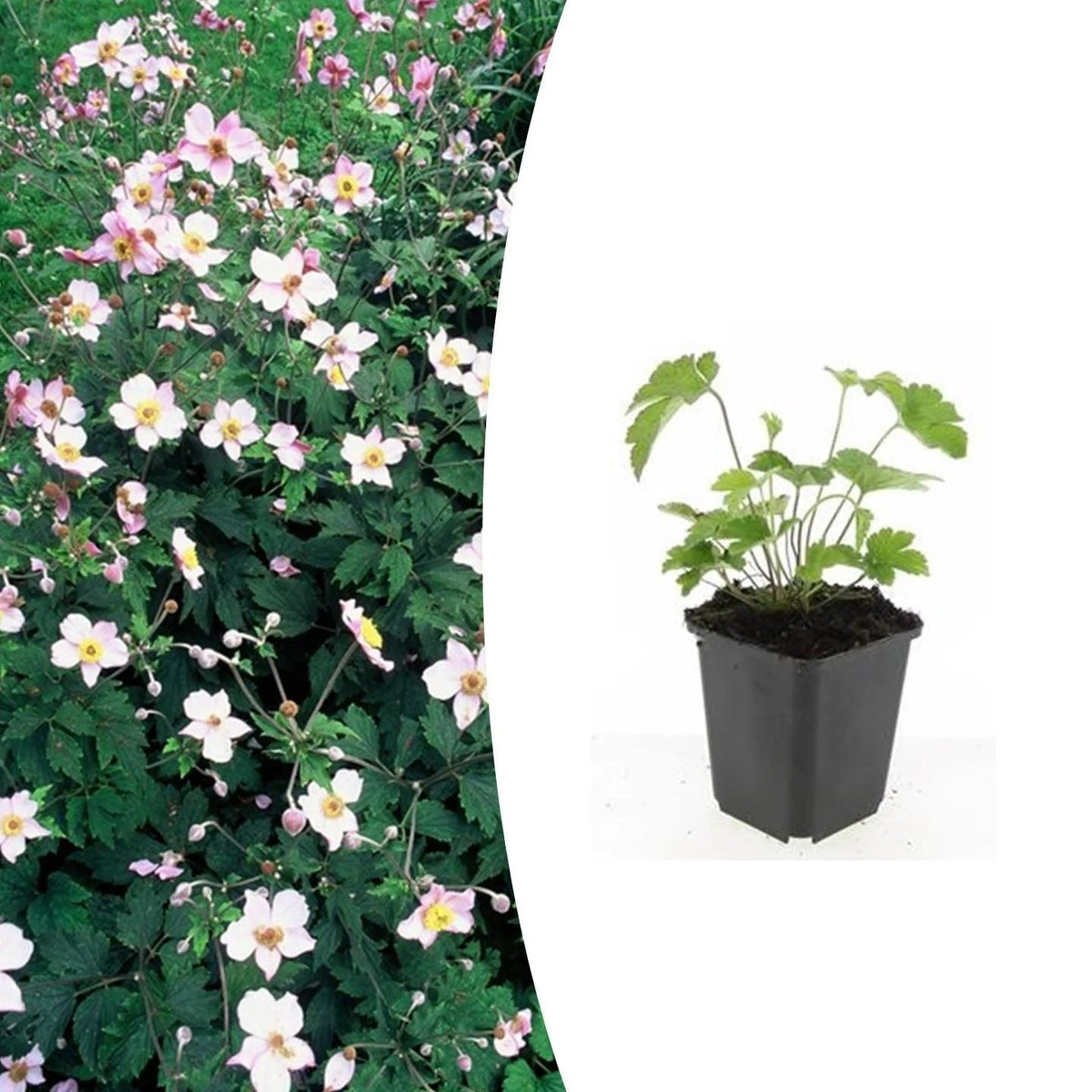 Anemone tom. 'Robustissima', kenmerkend blad