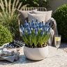 Muscari Armeniacum