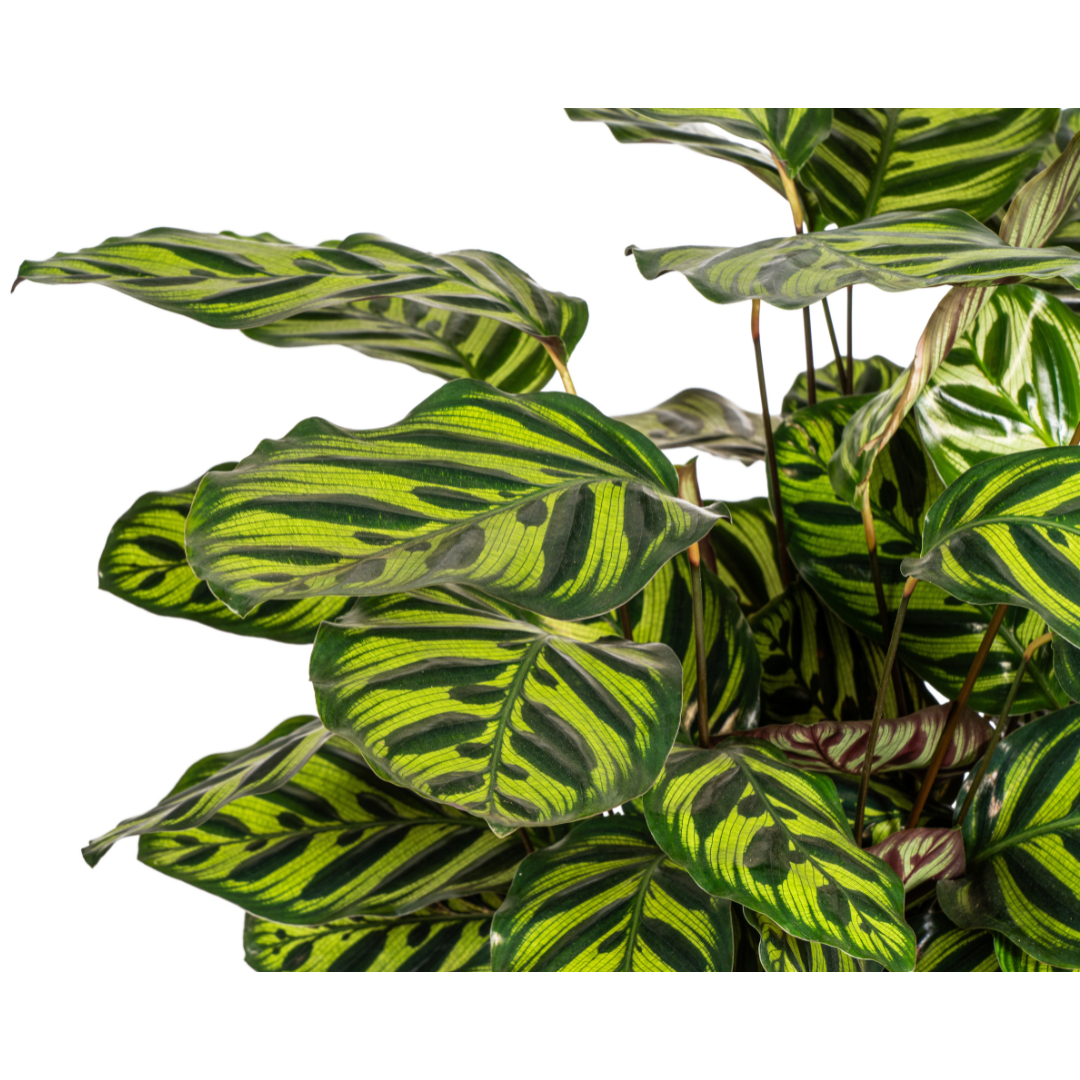 Calathea Makoyana, detail van het blad