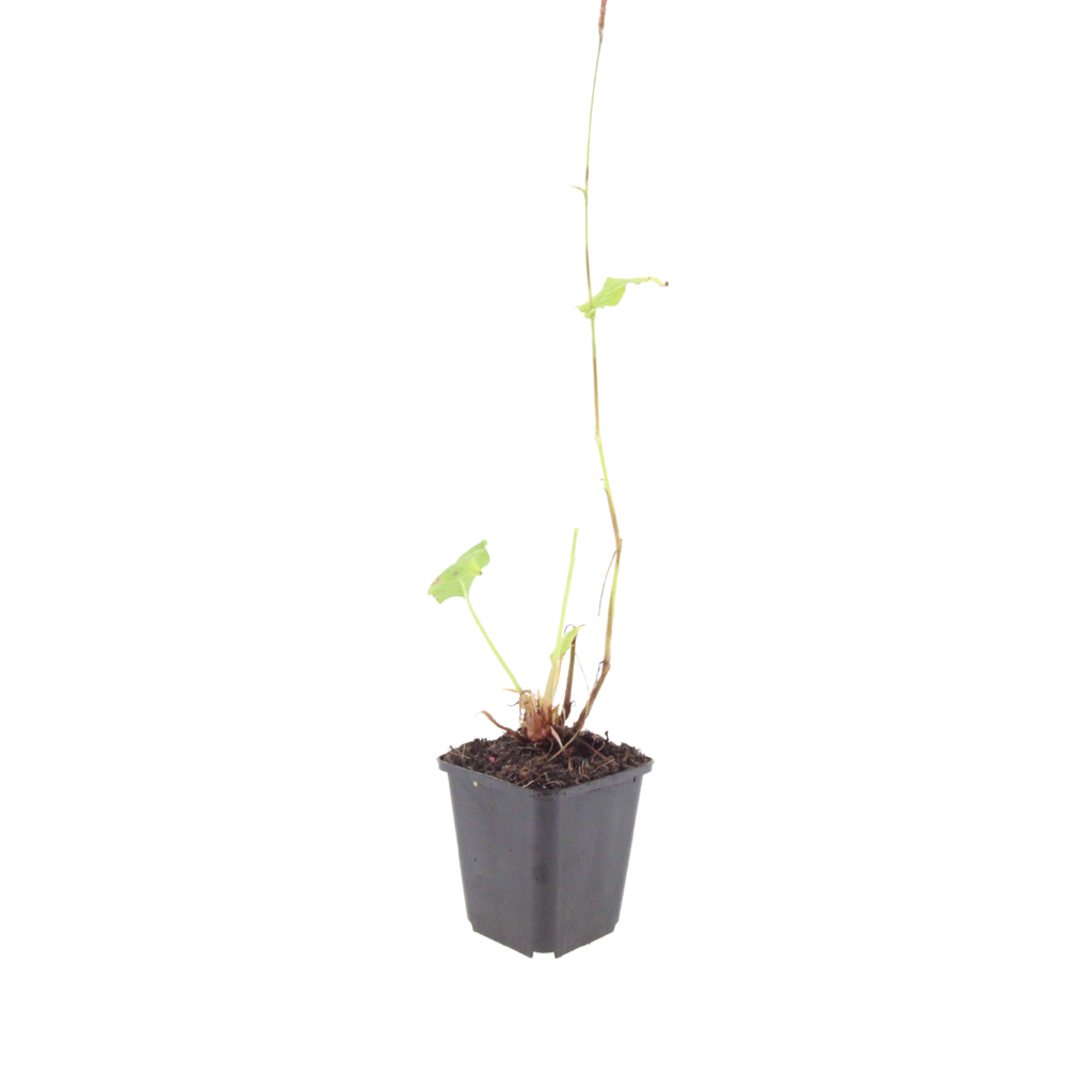 Persicaria bistorta 'Superba', detail van het blad