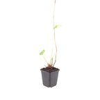 Persicaria bistorta 'Superba', detail van het blad