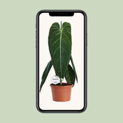 Philodendron Melanochrysum