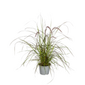 4x Pennisetum x advena Rubrum, plant in pot