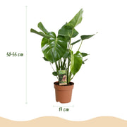 Monstera Deliciosa, 50-55 cm hoog