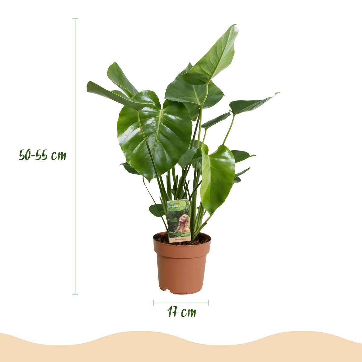 Monstera Deliciosa, 50-55 cm hoog, groene bladeren