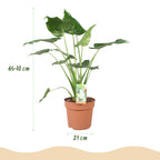 Alocasia Cucullata, groene bladeren