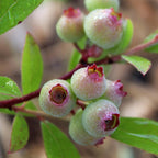 2x Bosbes Pink Lemonade, groeiwijze van de plant