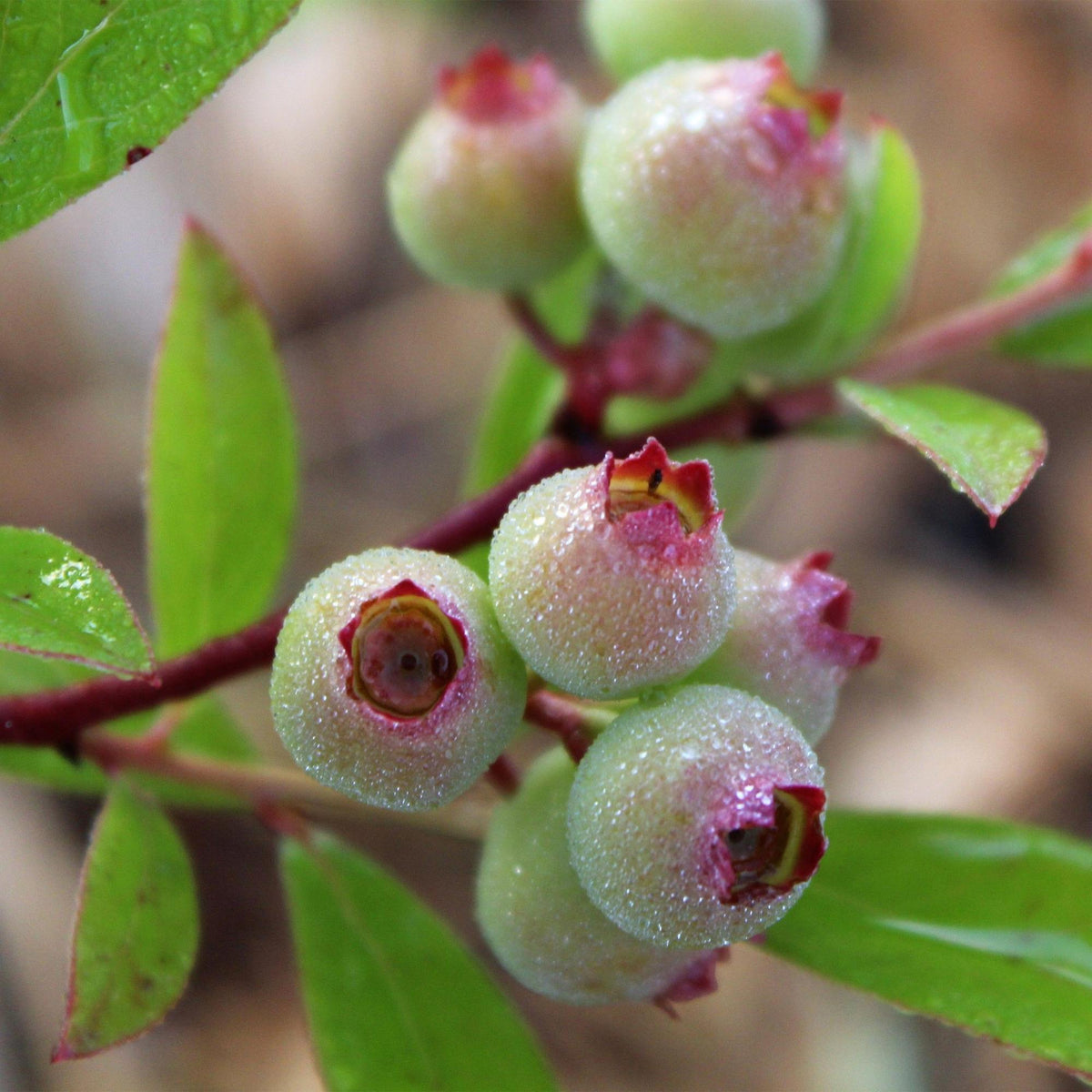 2x Bosbes Pink Lemonade, groeiwijze van de plant