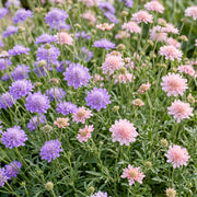 Duifkruid Duo kopen, met paarse en roze bloemen