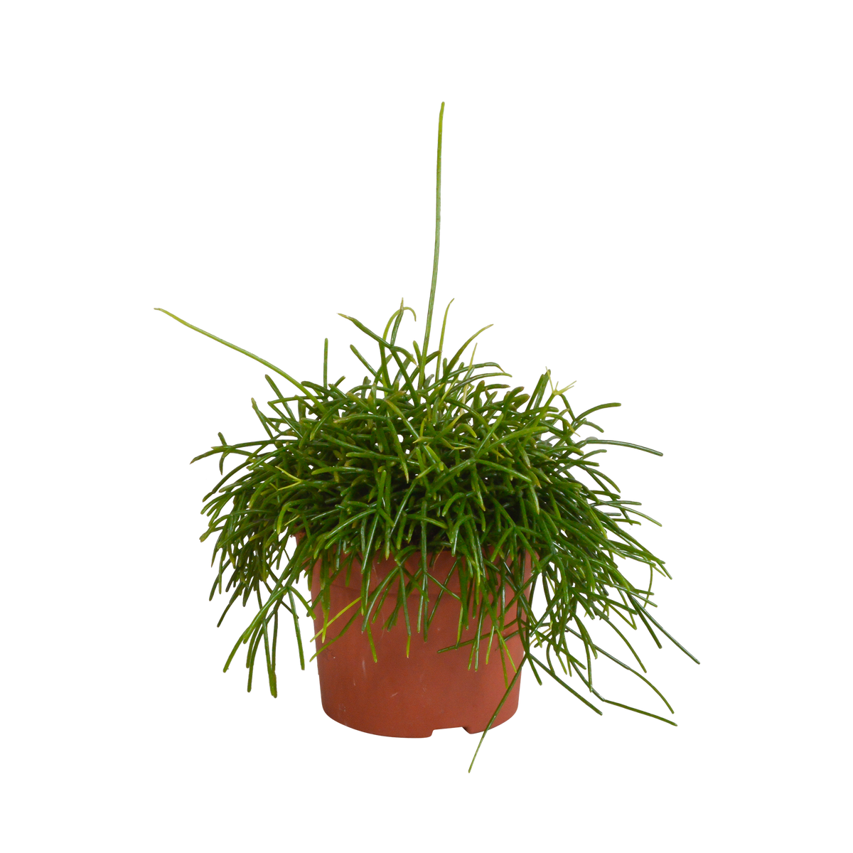 Rhipsalis baccifera Oasis, plant in pot