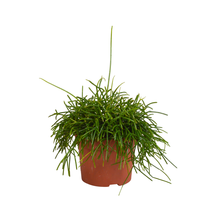 Rhipsalis baccifera Oasis