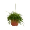 Rhipsalis baccifera Oasis
