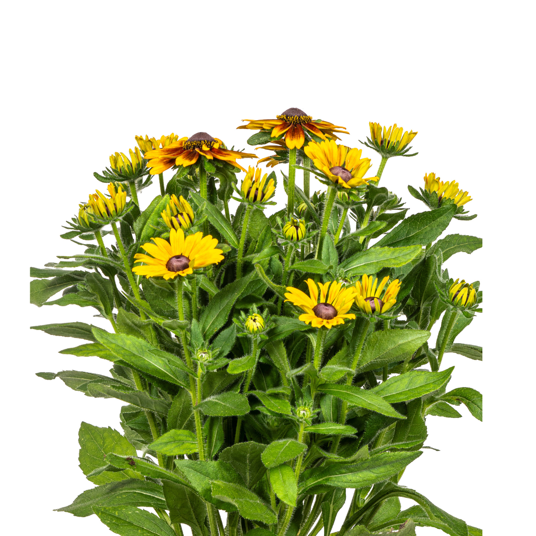 Rudbeckia Summerina, kenmerkend blad