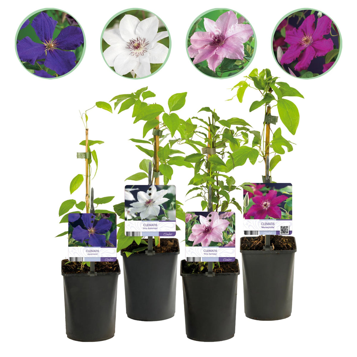 Clematis Rainbow, plant in pot