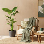 Strelitzia Nicolai, plant in pot