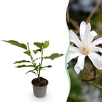 Magnolia stellata, 30 cm hoog, plant in pot