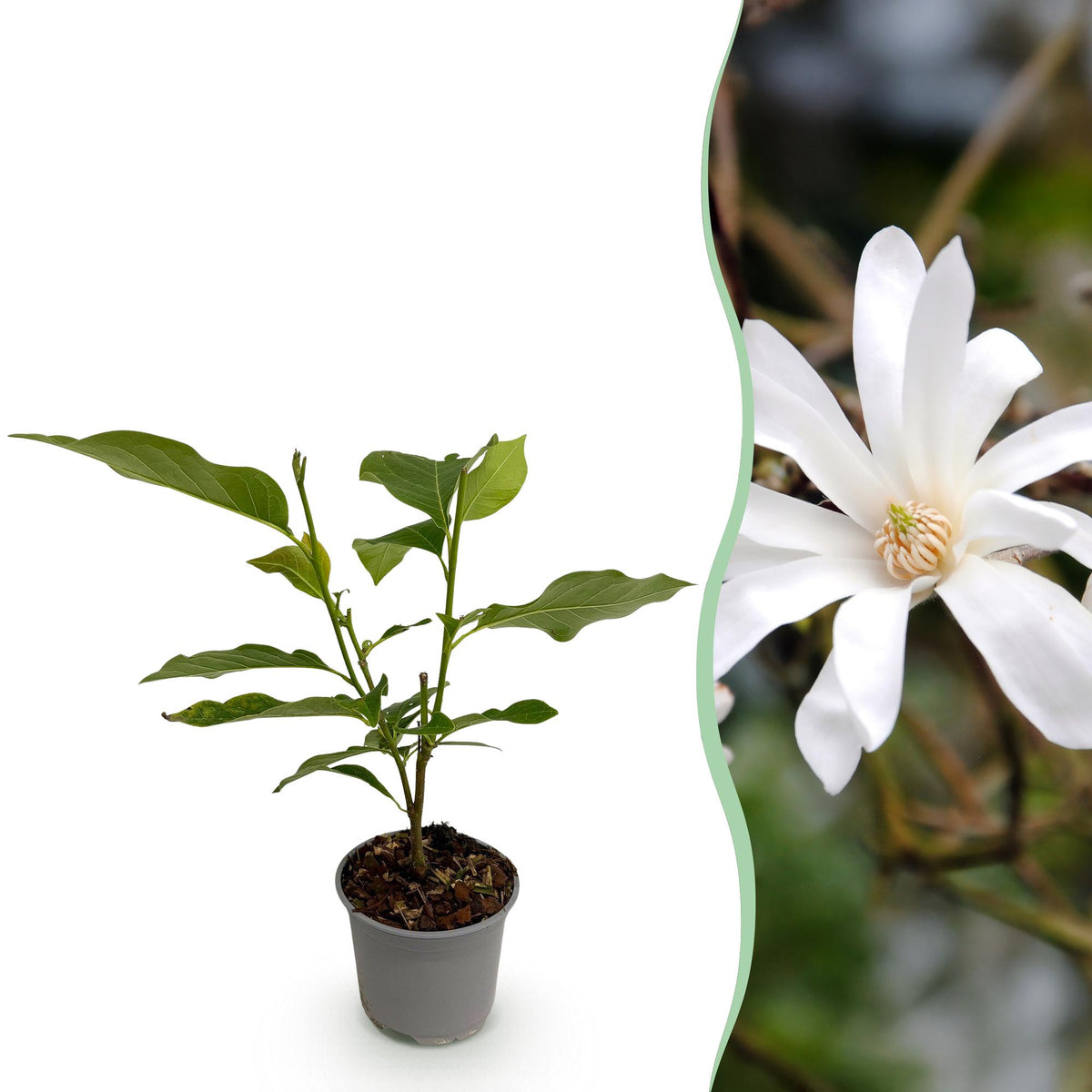 Magnolia stellata, 30 cm hoog, plant in pot