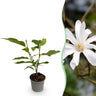 Magnolia stellata