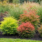 Nandina Tricolour, groene bladeren