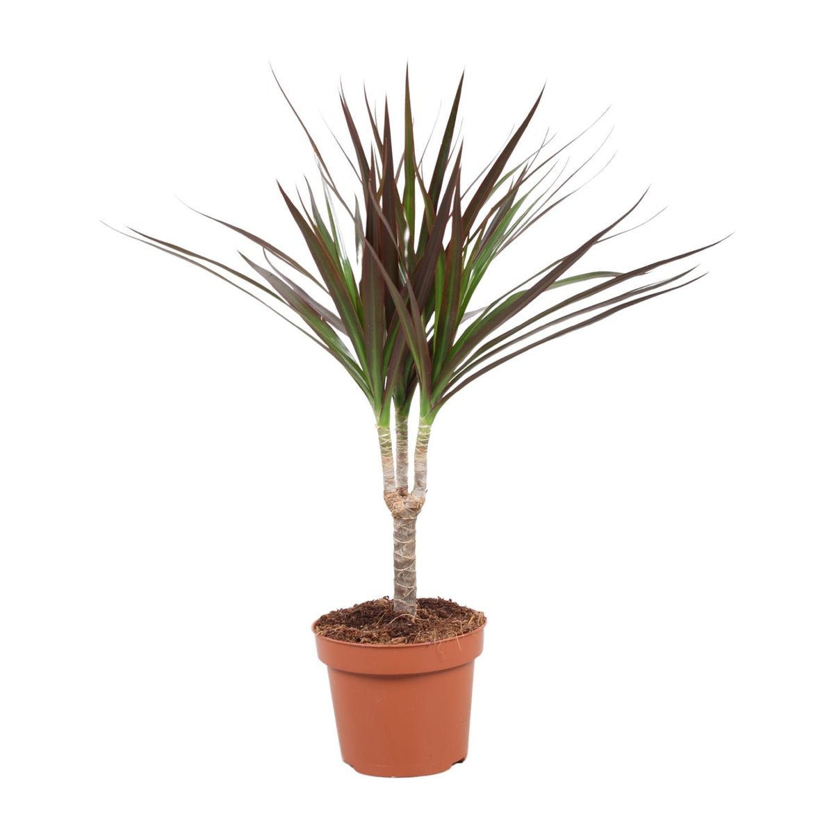 Productfoto van Dracaena Magenta