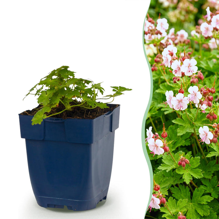 Geranium macr. Spessart - Ooievaarsbek - Bodembedekkend - Wit-Roze - 6 Planten