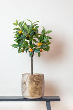 Productafbeelding van Pureplant