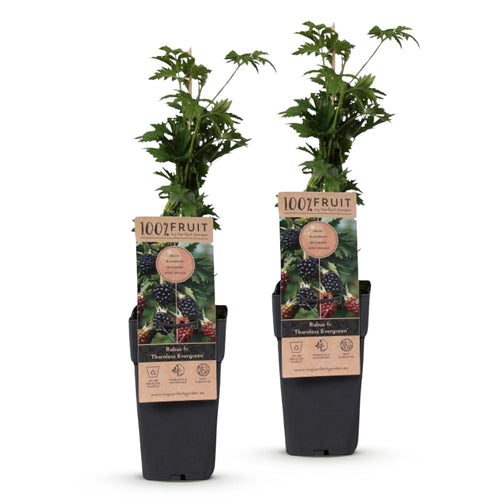 2x Bramenplant Thornless Evergreen (doornloos), detail van het blad
