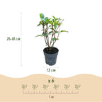 Pluimhortensia Living Pink & Rose, decoratieve plant